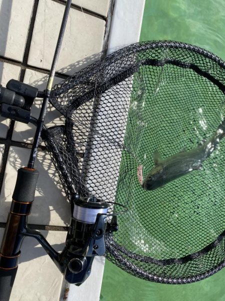 かめプー　トップ激アツ