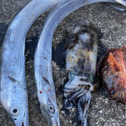 アオリイカ、太刀魚