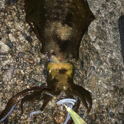 月夜のナイトエギング!3連発からの1発 合計1810キロ