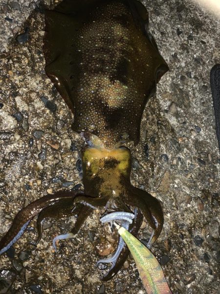 月夜のナイトエギング!3連発からの1発 合計1810キロ