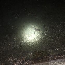 メジャーポイント メバリング