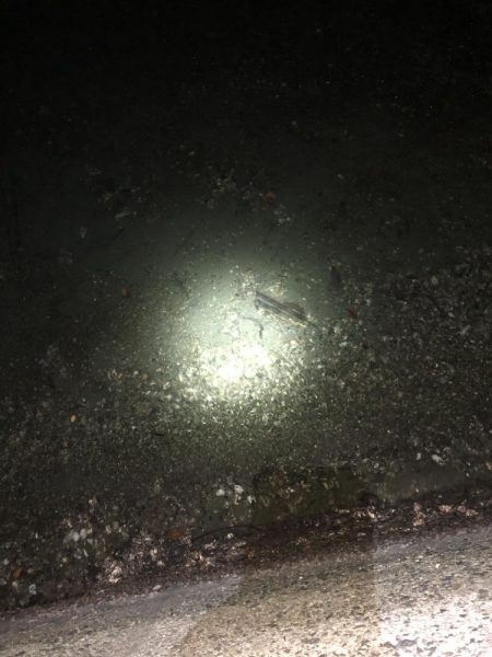 メジャーポイント メバリング