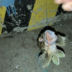 半田緑地でアナゴ釣り