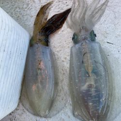 早朝ティップラン