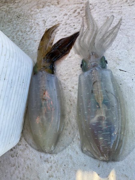 早朝ティップラン