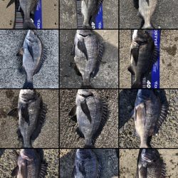 イチノ兄弟、釣果！