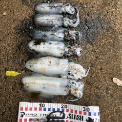 大潮&朝まずめの恩恵