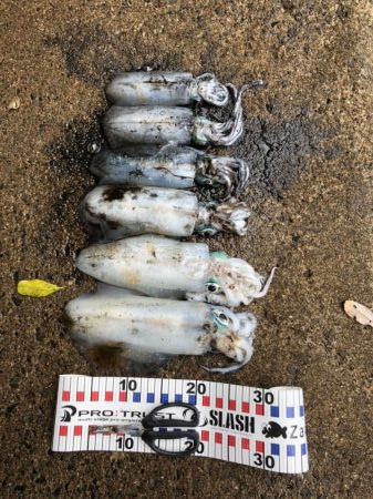 大潮&朝まずめの恩恵