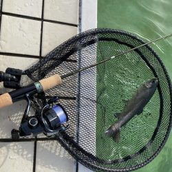 エリアトラウト　京都亀岡