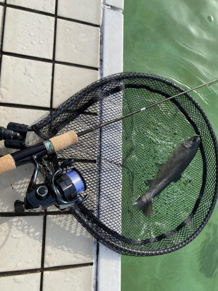 エリアトラウト　京都亀岡