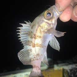 ヒイカ12  メバル①