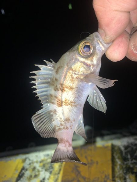 ヒイカ12  メバル①