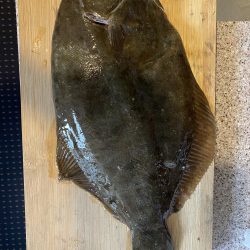 大型カレイ来た〜