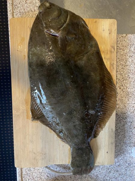 大型カレイ来た〜