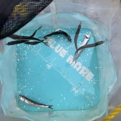 久しぶりのイワシっ子