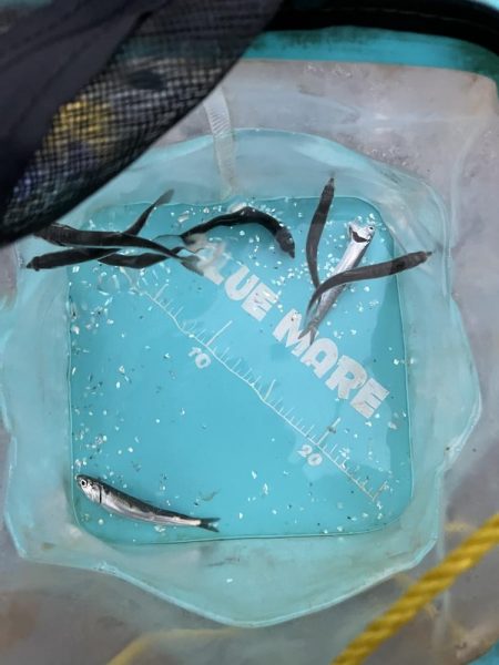 久しぶりのイワシっ子