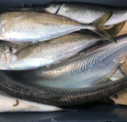 三邦丸早朝便アジサバ　ヒラ？