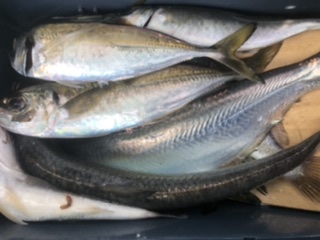 三邦丸早朝便アジサバ　ヒラ？