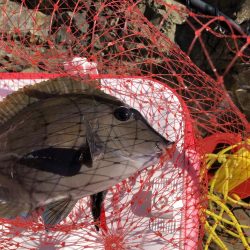 沖磯でグレ釣り