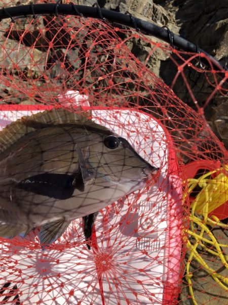 沖磯でグレ釣り