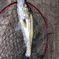 寒さに耐えてランガン