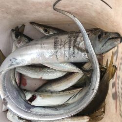 太刀魚、カマス、アジ、サバGET