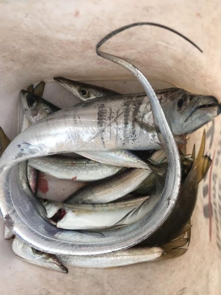 太刀魚、カマス、アジ、サバGET