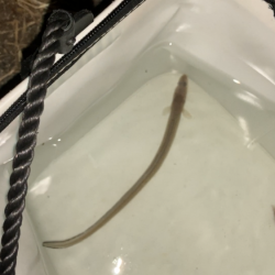 夜釣りのアナゴ釣り