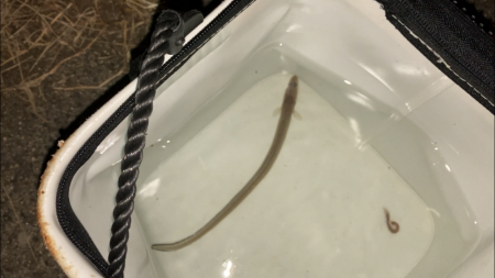 夜釣りのアナゴ釣り