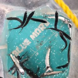 イワシっ子その2