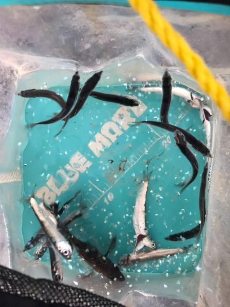 イワシっ子その2