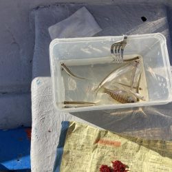 入鹿池でワカサギ釣り