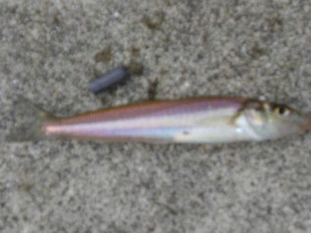 今年最後の淡路島