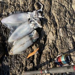 ナイトゲームでアオリイカ