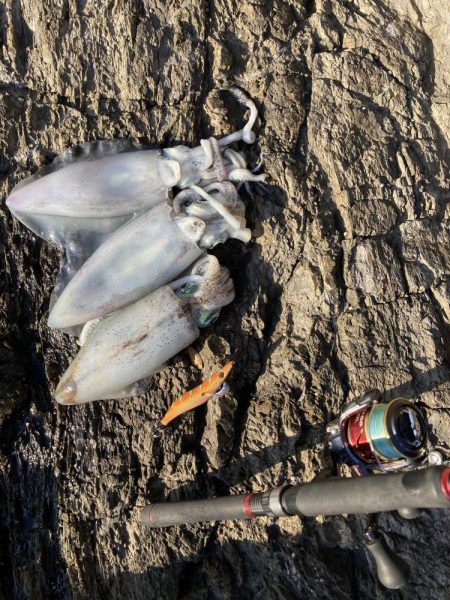 ナイトゲームでアオリイカ