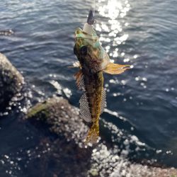 ジグワームで底物狙い
