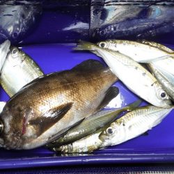 寒い中ライトゲームしてきました