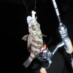 舞鶴で豆アジング