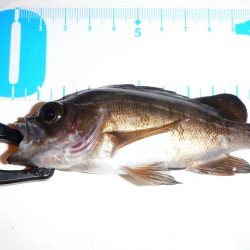 釣り納めに舞鶴でアジング