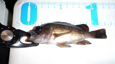 釣り納めに舞鶴でアジング