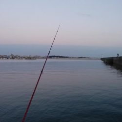 東二見で時合いを上手く捉えました