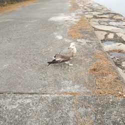 東二見のキス３連投