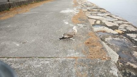 東二見のキス３連投