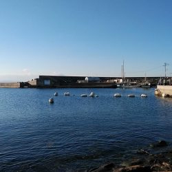 近場のキスが釣れなくなりました