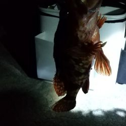 アジはいなかった。。