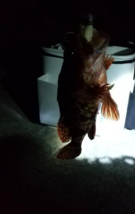 アジはいなかった。。