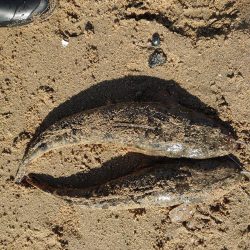 アタリが減ってきたかな