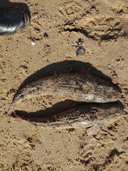 アタリが減ってきたかな