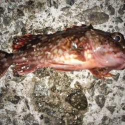 メバル後ヒイカ