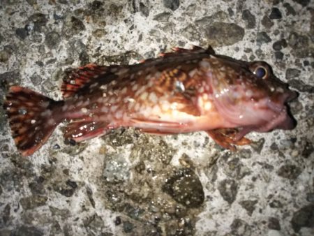 メバル後ヒイカ